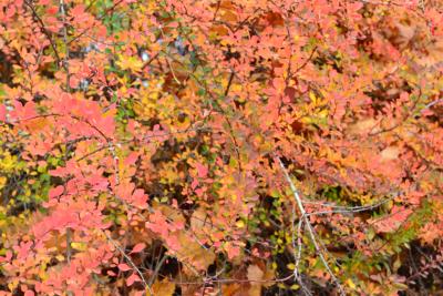 Der schönste Strauch mit roten Blättern im ganzen Park. Der schönste Strauch mit roten Blättern im ganzen Park.
